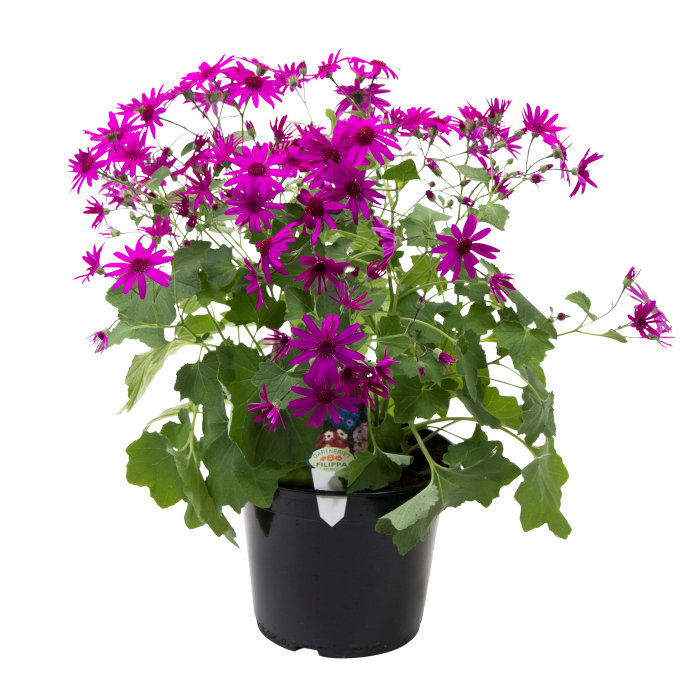 Senetti 17 cm potte